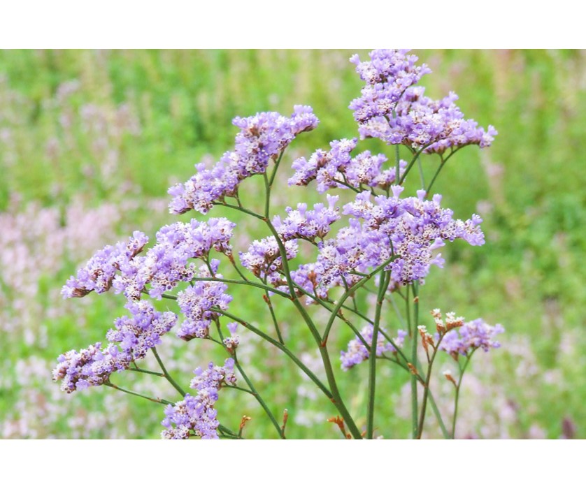 Sea Lavender
